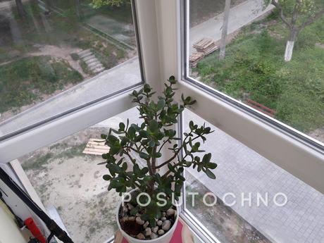 Двух комнатная квартира, Трускавец - квартира посуточно